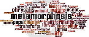Metamorphosis word cloud