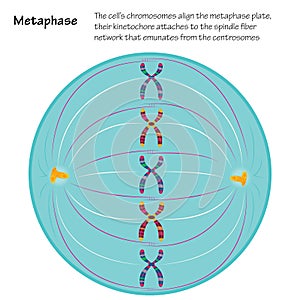 Metaphase stage of mitosis