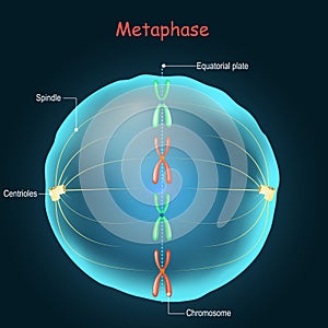 Metaphase. cell division. Stage of mitosis