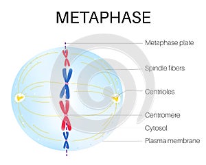 Metaphase is the phase of the cell cycle.
