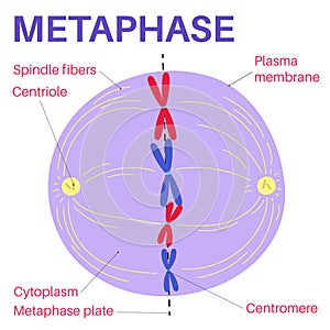 Metaphase is a stage of mitosis in the eukaryotic cell cycle. photo