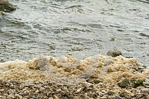 Metaphiton a community of organisms, algae, bacteria, detritus, invertebrates and fungi. Converted components to foam.