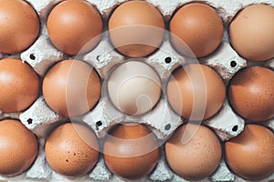 Metaphor for being different or outsider: Brown eggs and one white egg in a basket