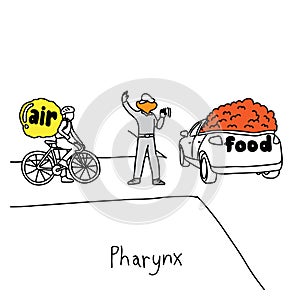 Metaphor function of pharynx to manage traffic when swallowing f photo