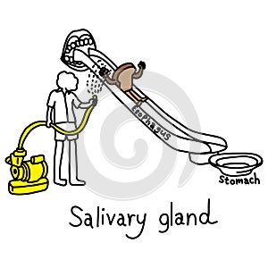 Metaphor function of salivary glands to produce saliva to make f