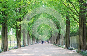 Metasequoia forest road