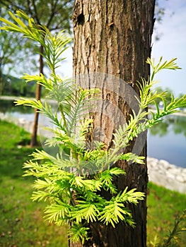 Metasequoia glyptostroboides