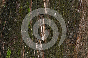 Metasequoia glyptostroboides brown tree bark