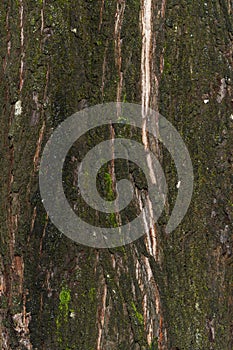 Metasequoia glyptostroboides brown tree bark photo
