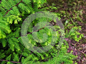 Metasequoia glyptostroboides, the dawn redwood, closeup leaves photo