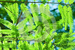 Metasequoia glyptostroboides photo