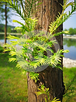Metasequoia glyptostroboides photo