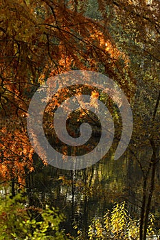 Metasequoia glyptostroboides, the morning glory wood, is a fast-growing, endangered deciduous tree.