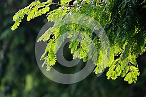 Metasequoia glyptostroboides in sunlight photo