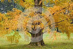 Metasequoia glyptostroboides tree, autumn and fall tree close-up in Tsinandali