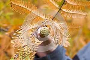 Metasequoia glyptostroboides tree, autumn and fall tree close-up in Tsinandali