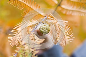 Metasequoia glyptostroboides tree, autumn and fall tree close-up in Tsinandali photo