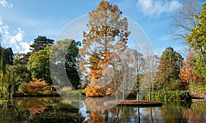 Metasequoia Glyptostroboides tree in stunning autumn colours, photographed by the lake at Wisley garden, near Woking in Surrey UK.