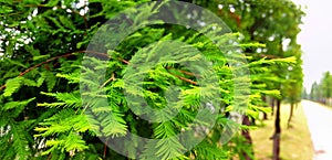 Metasequoia leaves