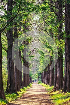 Metasequoia park in haneul park photo