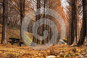 Metasequoia road in seoul photo