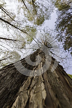 metasequoia tree bottom view, branches. Forest