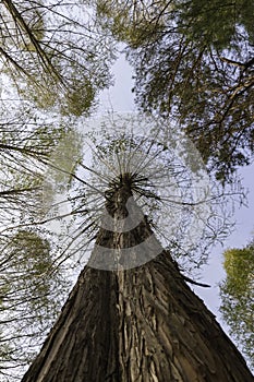 metasequoia tree bottom view, branches. Forest