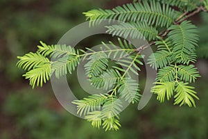 Metasequoia tree branch with leaves