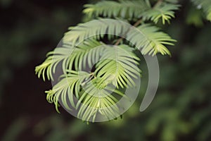 Metasequoia tree branch with leaves