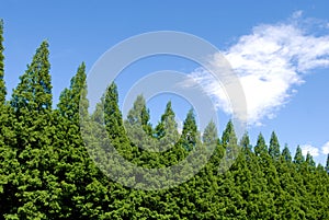 Metasequoia trees