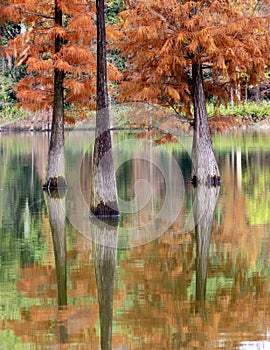 Metasequoia trees in autumn Red Bonsai Tree