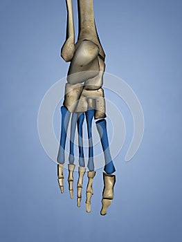 Metatarsal Bones, 3D Model