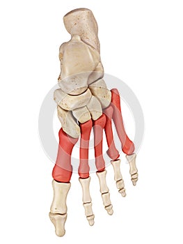 The metatarsal bones