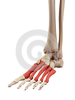 The metatarsal bones