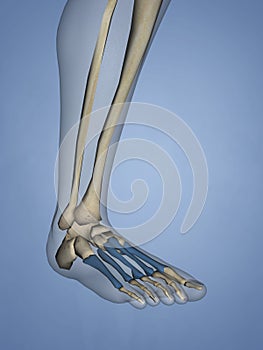 Metatarsal Bones, 3D Model