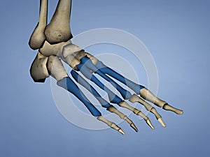 Metatarsal Bones, 3D Model