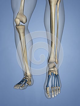 Metatarsal Bones, 3D Model