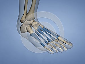 Metatarsal Bones, 3D Model