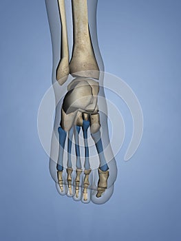 Metatarsal Bones, 3D Model
