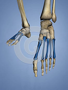 Metatarsal Bones, 3D Model