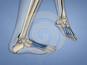 Metatarsal Bones, 3D Model