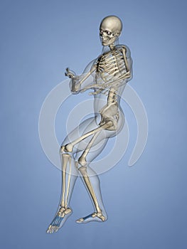 Metatarsal Bones, 3D Model