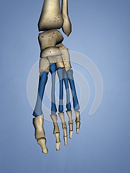 Metatarsal Bones, 3D Model