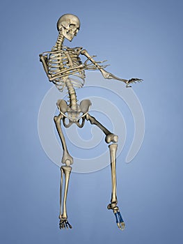 Metatarsal Bones, 3D Model