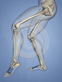 Metatarsal Bones, 3D Model