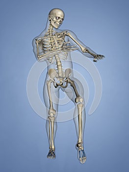 Metatarsal Bones, 3D Model