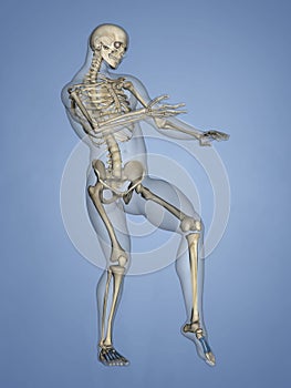 Metatarsal Bones, 3D Model