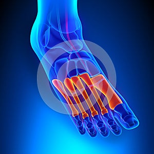 Metatarsals Bones Anatomy with Circulatory System