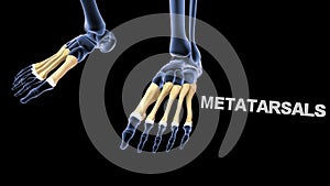 Metatarsals Bones of Human Foot photo