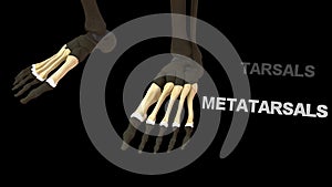 Metatarsals Bones of Human Foot photo